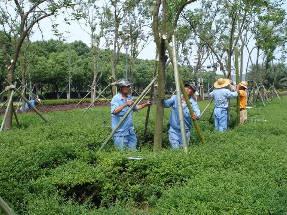 夏季苗木養護注意事項之樹體支撐篇